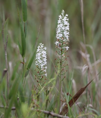 Platanthera nivea, photographed by Lauren McLaurin