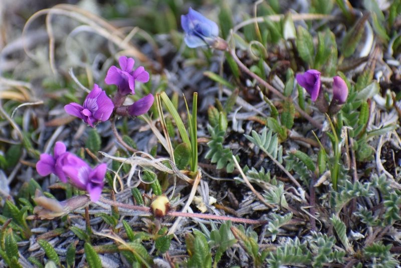 Oxytropis scammaniana, photographed by Syd Cannings