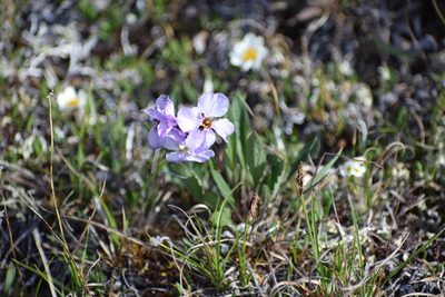 Parrya nudicaulis, photographed by Syd Cannings