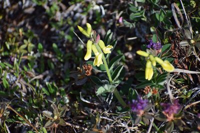 Astragalus umbellatus, photographed by Syd Cannings