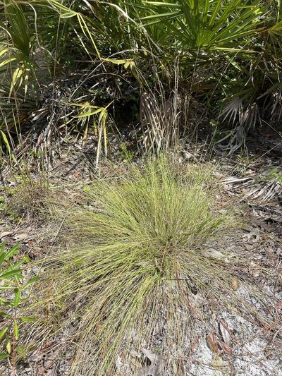 Aristida beyrichiana, photographed by Brandon Corder
