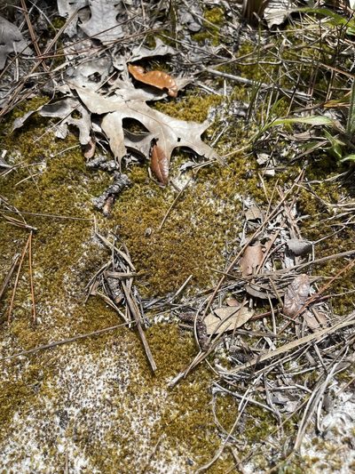 Dicranum condensatum, photographed by Brandon Corder