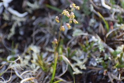 Thalictrum alpinum, photographed by Syd Cannings