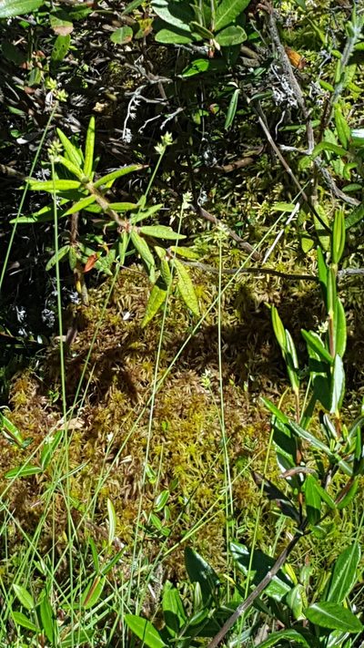 Carex tenuiflora, photographed by Norma Malinowski