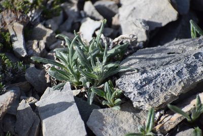 Saussurea nuda, photographed by Syd Cannings