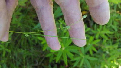 Carex trisperma, photographed by Norma Malinowski