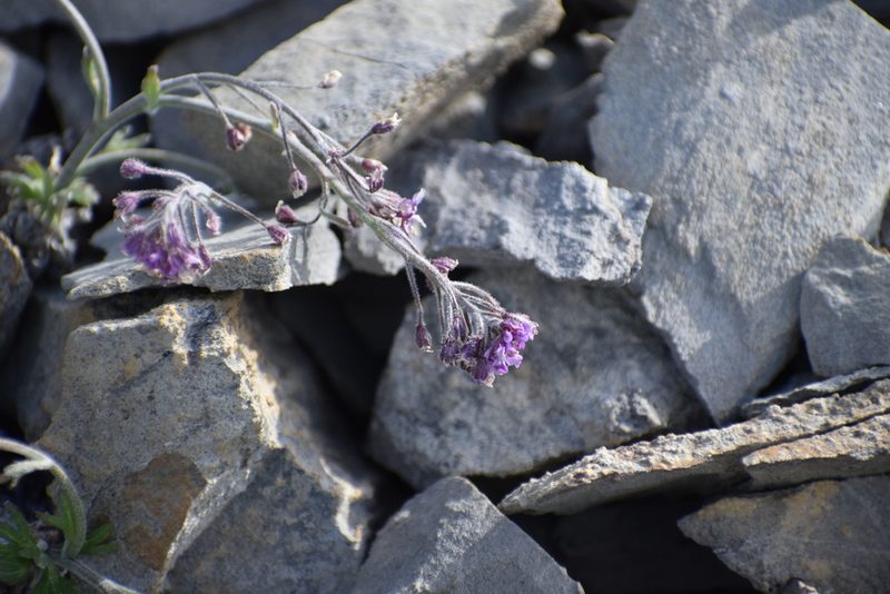 Smelowskia borealis, photographed by Syd Cannings