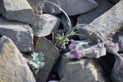 Smelowskia borealis, photographed by Syd Cannings