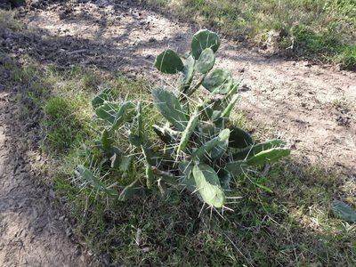 Opuntia megapotamica, photographed by Eduardo Luis Beltrocco