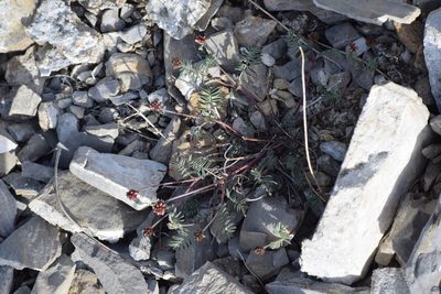 Astragalus australis, photographed by Syd Cannings