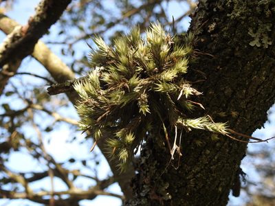 Tillandsia tricholepis, photographed by Eduardo Luis Beltrocco