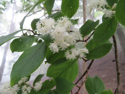 Symplocos sawafutagi, photographed by Marco Mussita