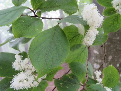 Symplocos sawafutagi, photographed by Marco Mussita