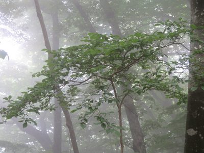 Symplocos sawafutagi, photographed by Marco Mussita