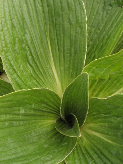 Pleurophyllum criniferum, photographed by M Rutherford