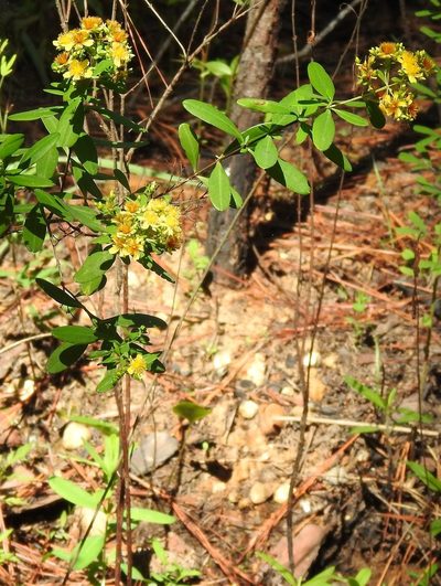 Hypericum lobocarpum, photographed by saltyhiker