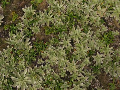 Pleurophyllum hookeri, photographed by M Rutherford