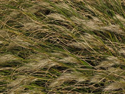 Chionochloa antarctica, photographed by M Rutherford