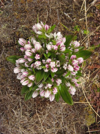 Gentianella antarctica, photographed by M Rutherford