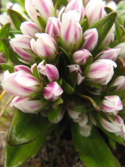 Gentianella antarctica, photographed by M Rutherford