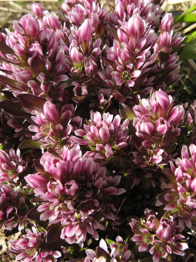 Gentianella antarctica, photographed by M Rutherford