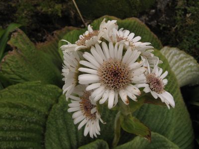 Pleurophyllum speciosum, photographed by M Rutherford