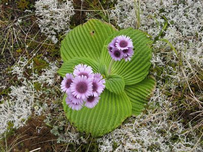 Pleurophyllum speciosum, photographed by M Rutherford