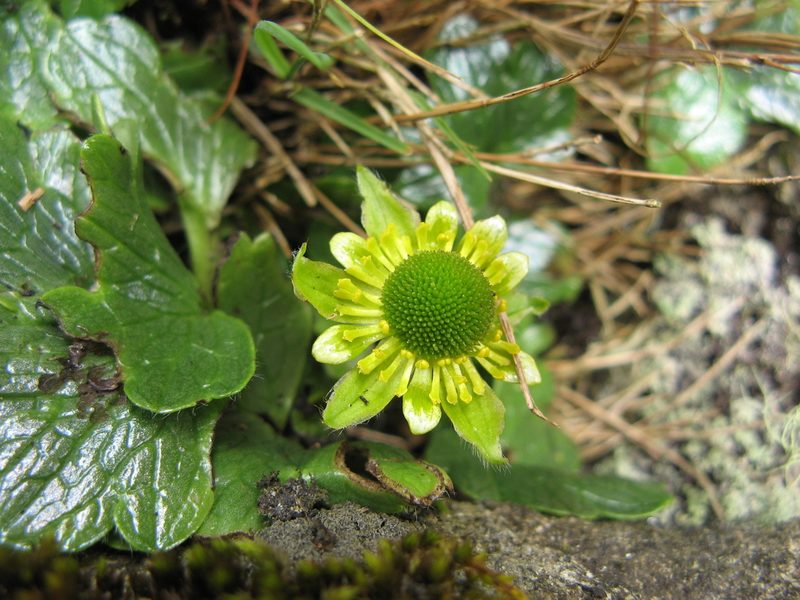 Ranunculus pinguis, photographed by M Rutherford