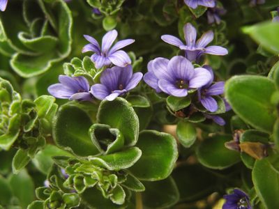 Veronica benthamii, photographed by M Rutherford