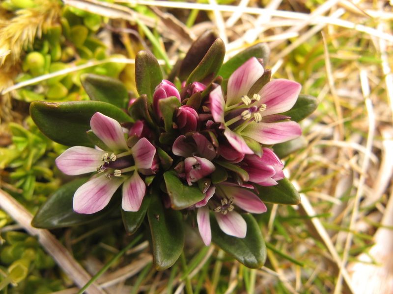 Gentianella antarctica, photographed by M Rutherford