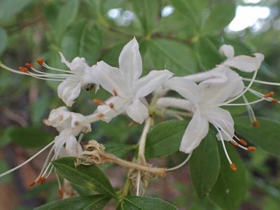 Rhododendron viscosum, photographed by Eli Talhouk