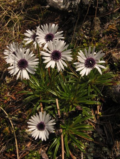 Damnamenia vernicosa, photographed by M Rutherford