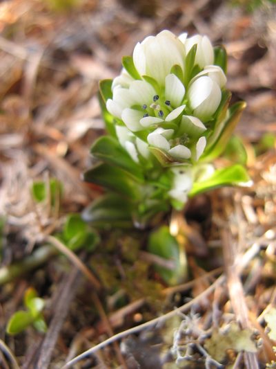 Gentianella antarctica, photographed by M Rutherford