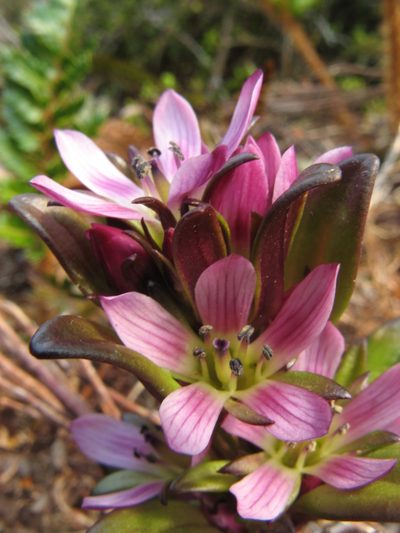 Gentianella antarctica, photographed by M Rutherford