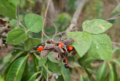 Rhynchosia precatoria, photographed by Lyrae