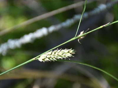 Carex lasiocarpa, photographed by Игорь Васильев