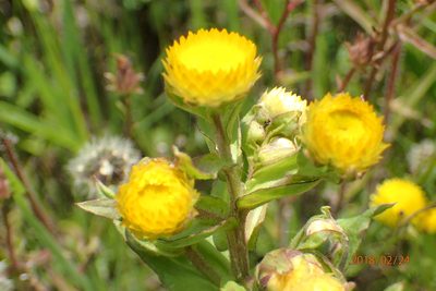 Helichrysum cooperi, photographed by Peter Warren