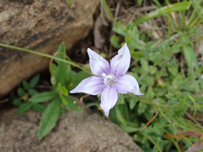 Wahlenbergia cuspidata, photographed by Peter Warren
