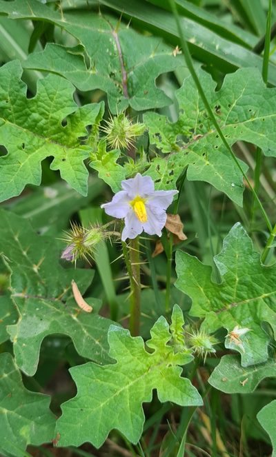 Solanum campechiense, photographed by Lyrae