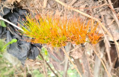 Combretum farinosum, photographed by Lyrae