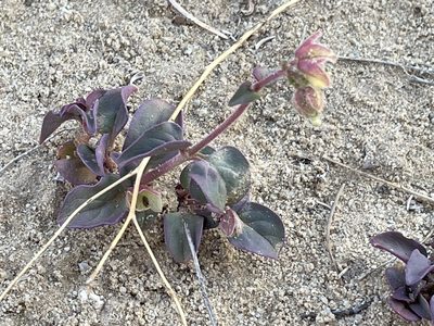 Mirabilis comata, photographed by Bobby McCabe