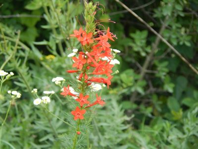 Ipomopsis rubra, photographed by kayler09