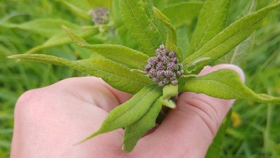 Vernonia missurica, photographed by Ryan Sorrells