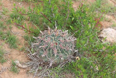 Ferocactus latispinus, photographed by José Belem Hernández Díaz