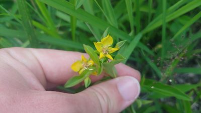 Lysimachia lanceolata, photographed by Ryan Sorrells
