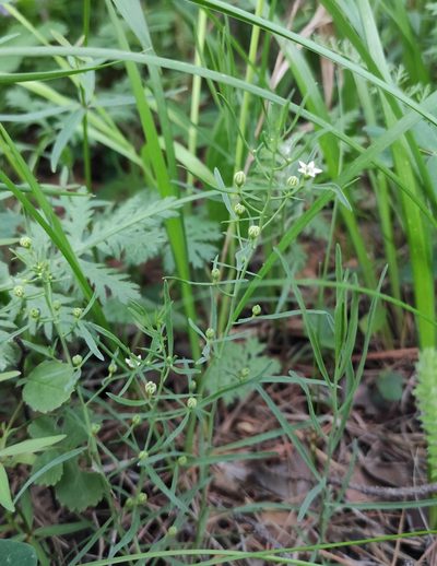 Thesium repens, photographed by Юлия