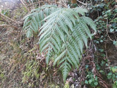 Woodwardia orientalis, photographed by harum.koh