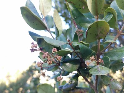 Myrceugenia exsucca, photographed by Inao Vasquez