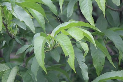 Ipomoea murucoides, photographed by José Belem Hernández Díaz