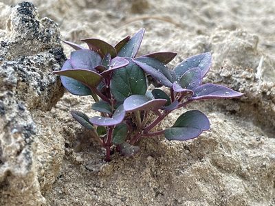 Mirabilis comata, photographed by Bobby McCabe